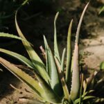 Aloe vera