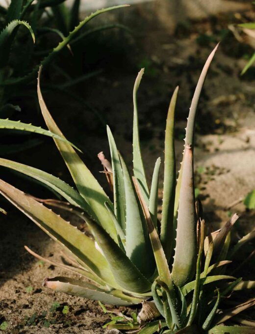 Aloe vera