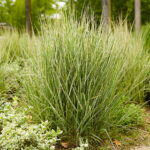 Miscanthus sinensis <br> Variegatus