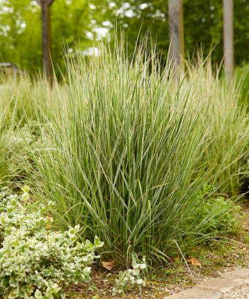 Miscanthus sinensis Variegatus