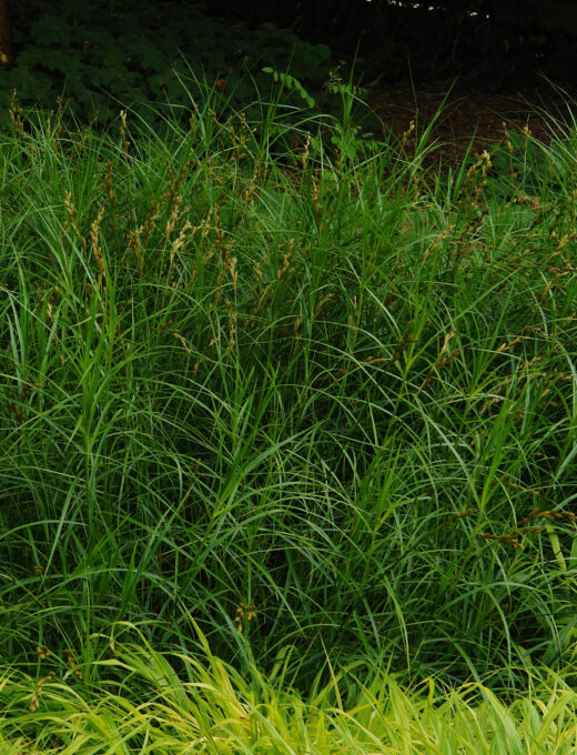 Carex muskingumensis