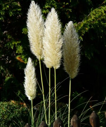 Cortaderia selloana Pumila