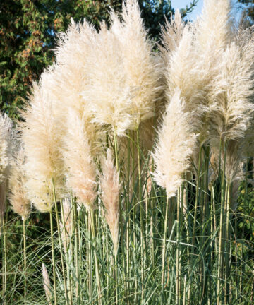 Cortaderia selloana White Plum