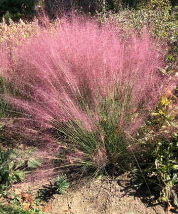 Muhlenbergia capilaris