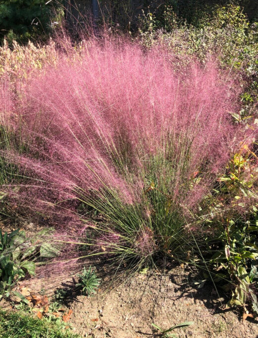 Muhlenbergia capilaris