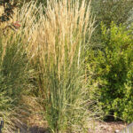 Calamagrostis acutiflora Karl Foerster