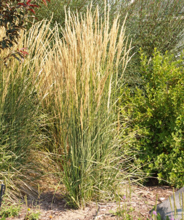 Calamagrostis acutiflora Karl Foerster