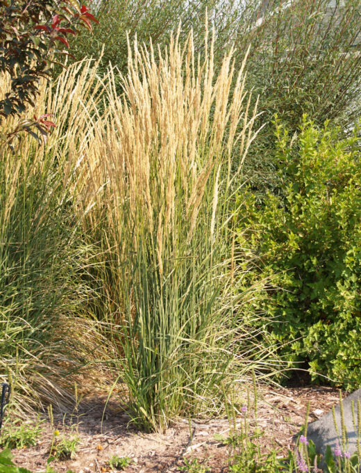 Calamagrostis acutiflora Karl Foerster