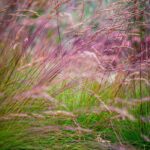 Festuca Walberla