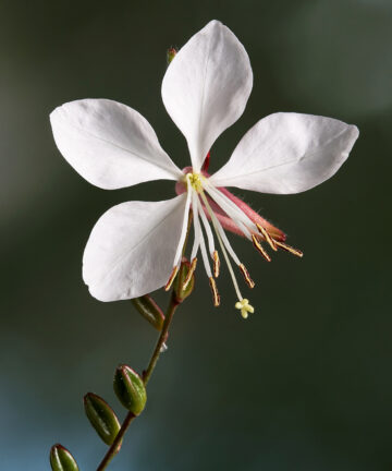 Gaura lindheimeri