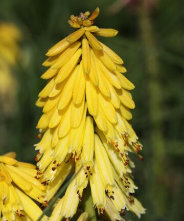 Kniphofia Poco Yellow