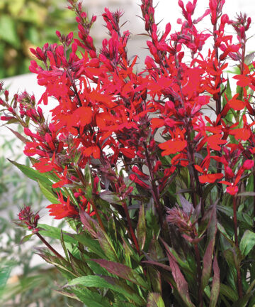 Lobélia speciosa Fan Burgundy