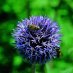 Echinops ritro