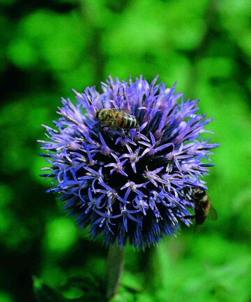 Echinops ritro