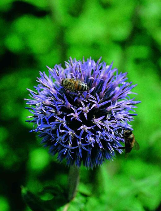 Echinops ritro