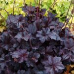 Heuchera Obsidian