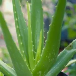 Aloe vera