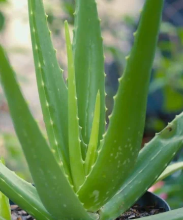 Aloe vera