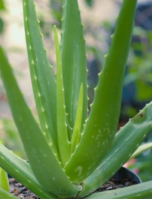 Aloe vera