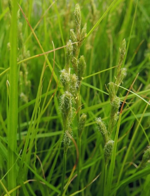 Carex Muskingumensis