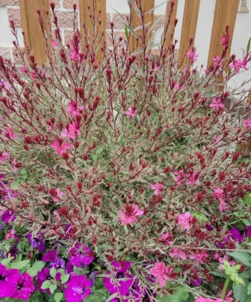 Gaura lindheimeri Gambit Variegata rose