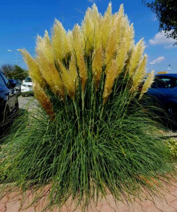 Cortaderia selloana Pumila