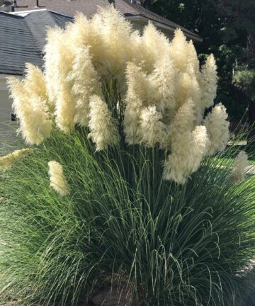 Cortaderia selloana White Plum