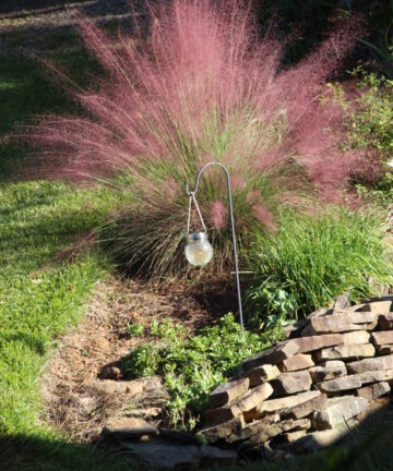 Muhlenbergia capilaris