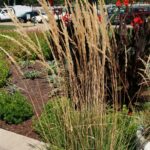 Calamagrostis acutiflora Karl Foerster