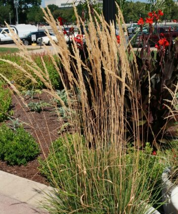 Calamagrostis acutiflora Karl Foerster