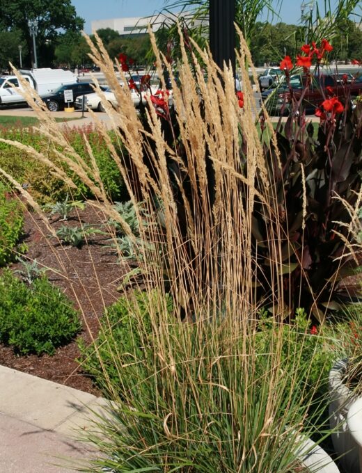 Calamagrostis acutiflora Karl Foerster