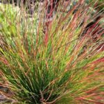 Festuca Walberla