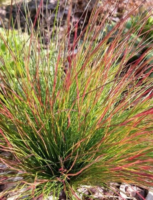 Festuca Walberla