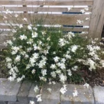 Gaura lindheimeri