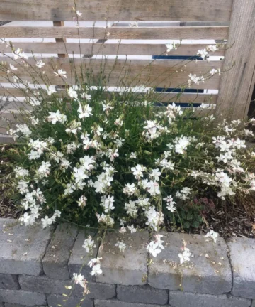 Gaura lindheimeri