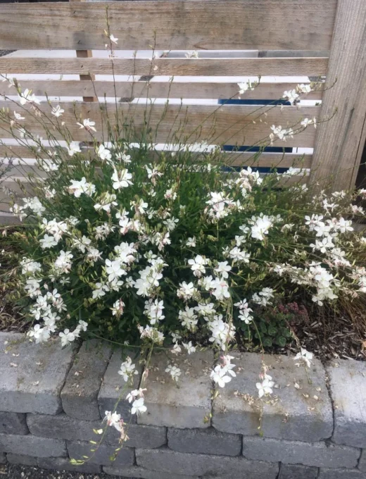 Gaura lindheimeri