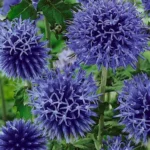 Echinops ritro