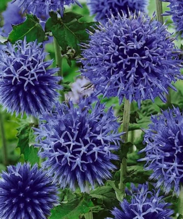 Echinops ritro