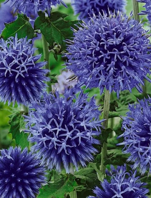 Echinops ritro