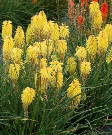 Kniphofia Poco Yellow