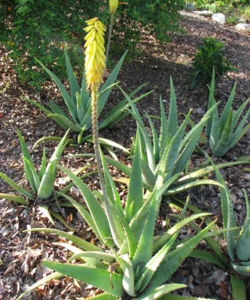 Aloe vera