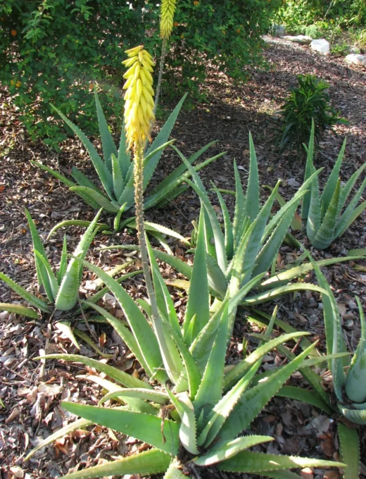 Aloe vera