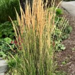 Calamagrostis acutiflora Karl Foerster