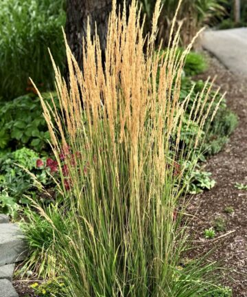 Calamagrostis acutiflora Karl Foerster