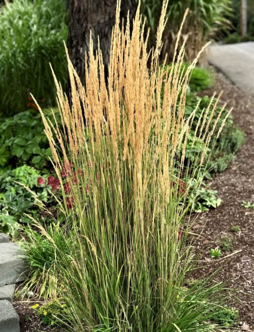 Calamagrostis acutiflora Karl Foerster