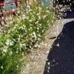 Gaura lindheimeri