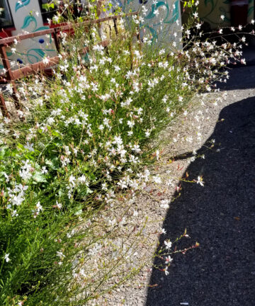 Gaura lindheimeri