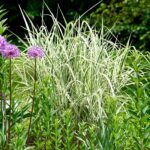 Miscanthus sinensis Variegatus