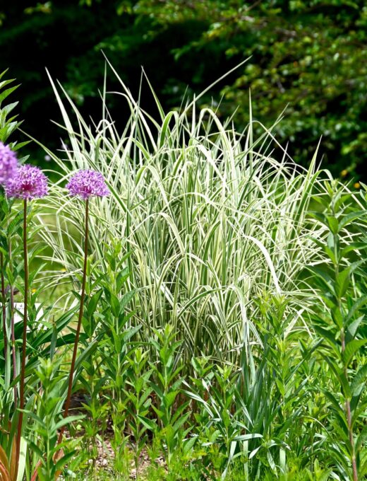 Miscanthus sinensis Variegatus