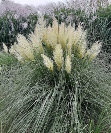 Cortaderia selloana Pumila